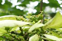 Euphorbia pulcherrima